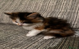 Mixed Breed cats for sale: The cutest Mixed Kittens (all kittens reserved) - Image 20