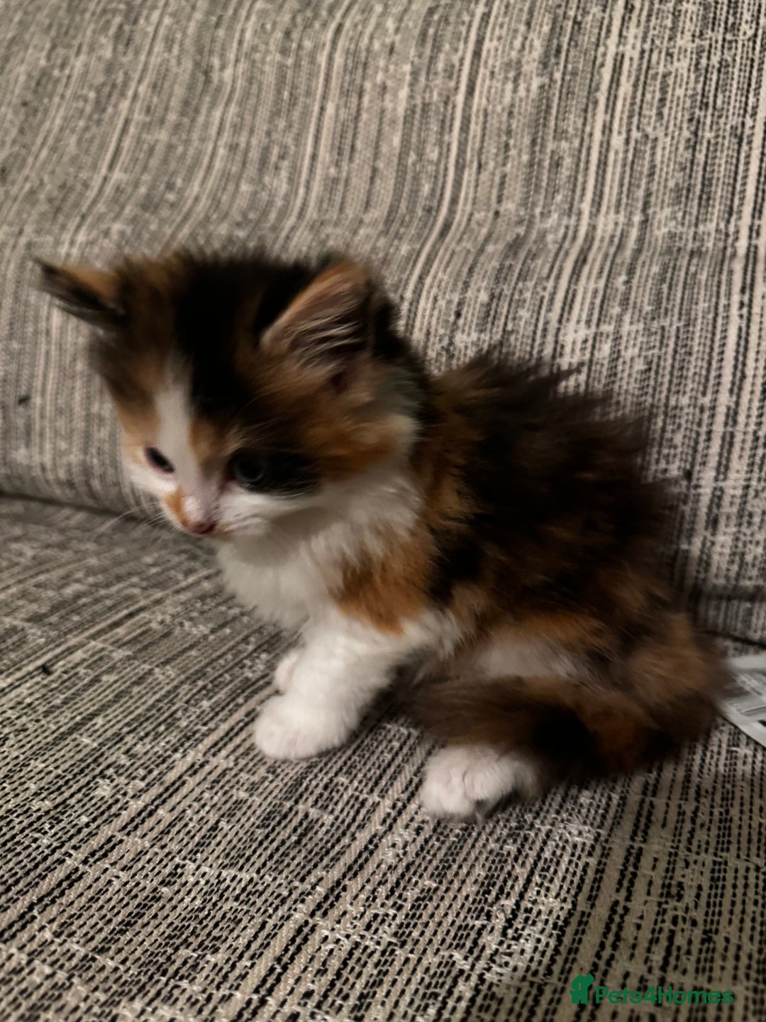 Mixed Breed cats for sale: The cutest Mixed Kittens (all kittens reserved) - Image 20