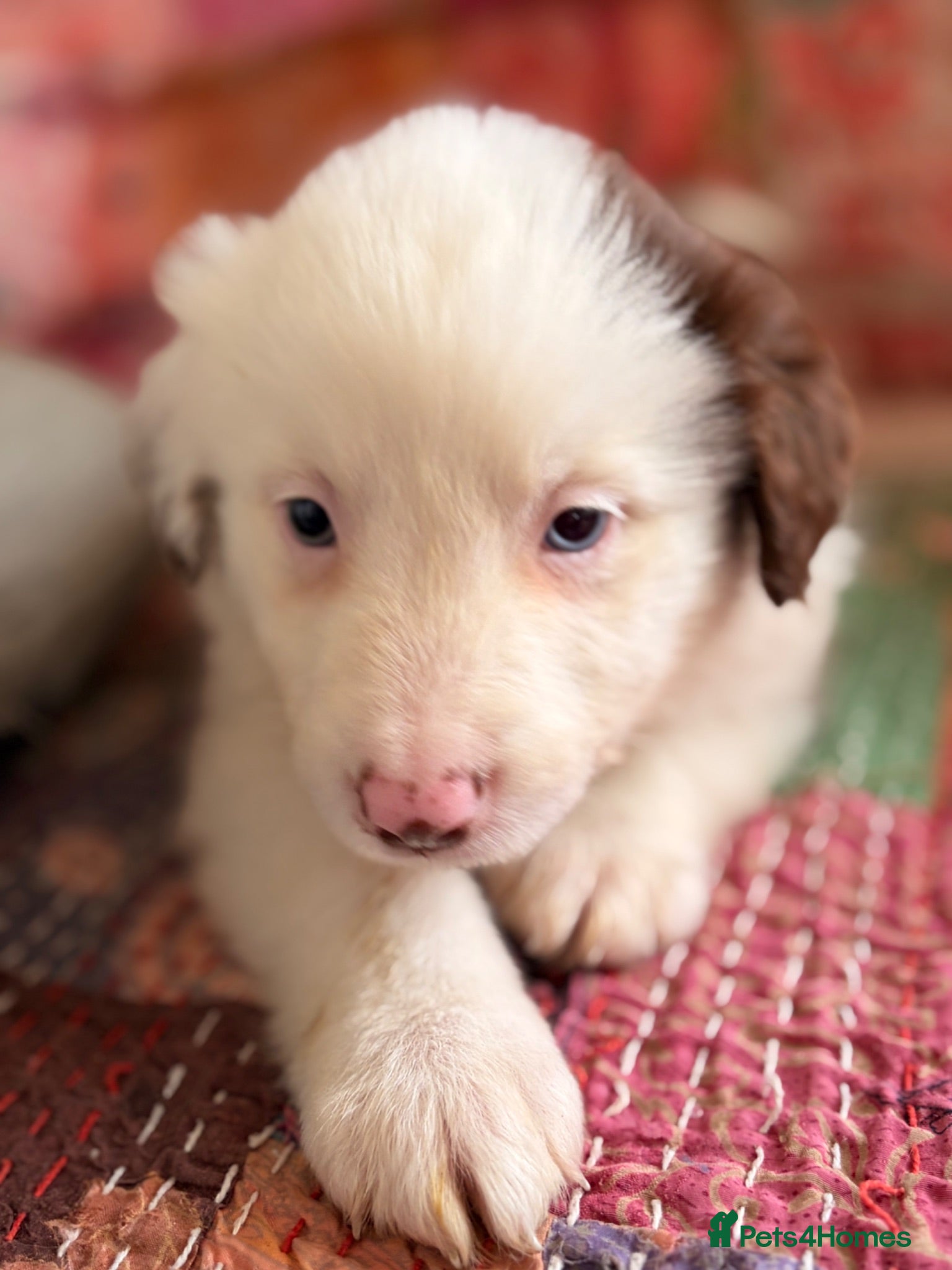 Border Collie dogs BEAUTIFUL BC PUPS, HEALTH TESTED CLEAR PARENTS  - Advert 2