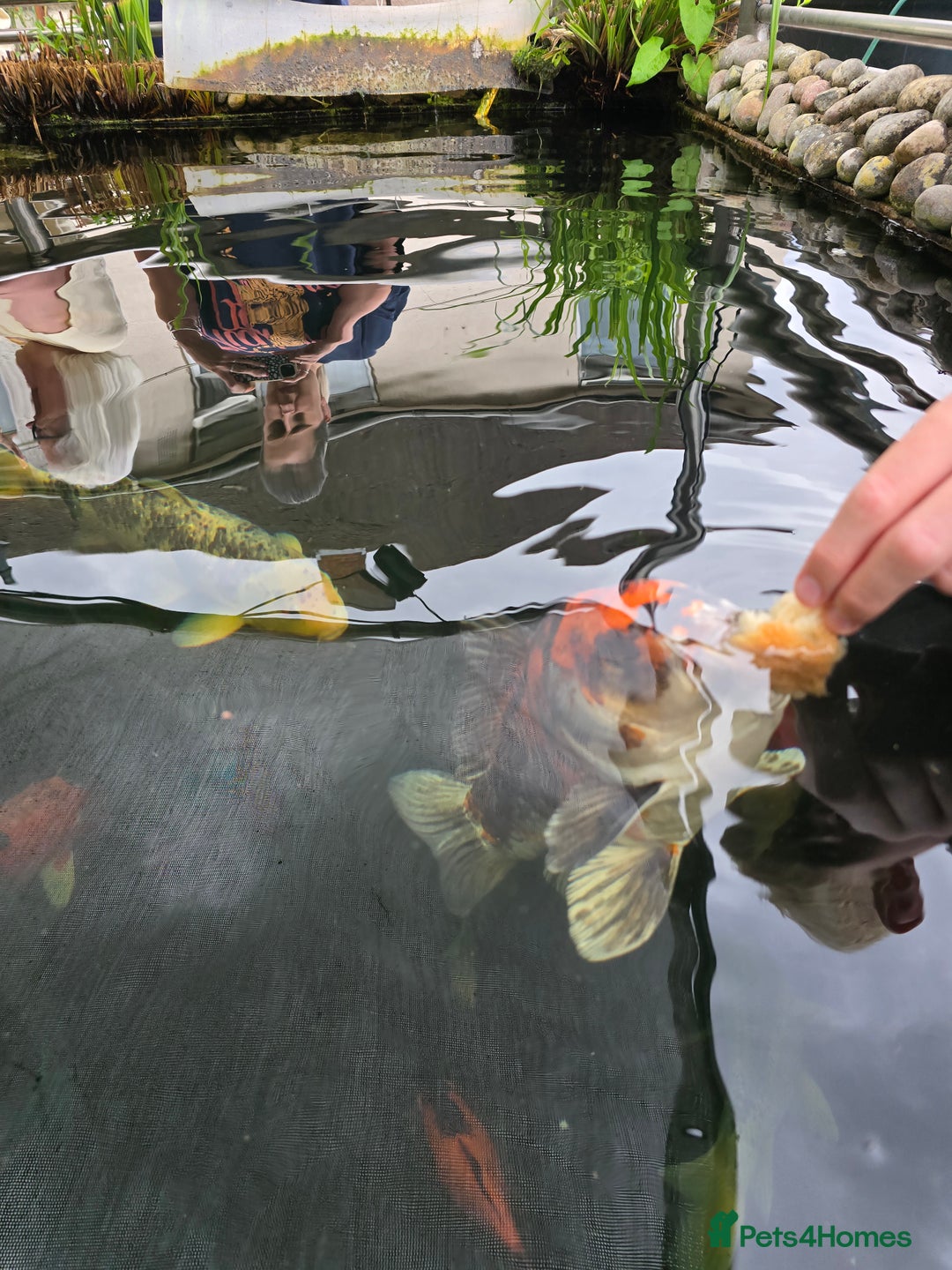 Koi Carp fish for sale: Various large carp available - Pond Closure  - Image 6