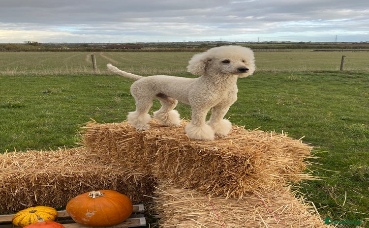 Standard Poodle dogs Apricot Standard Poodle Stud Dog  - Advert 9