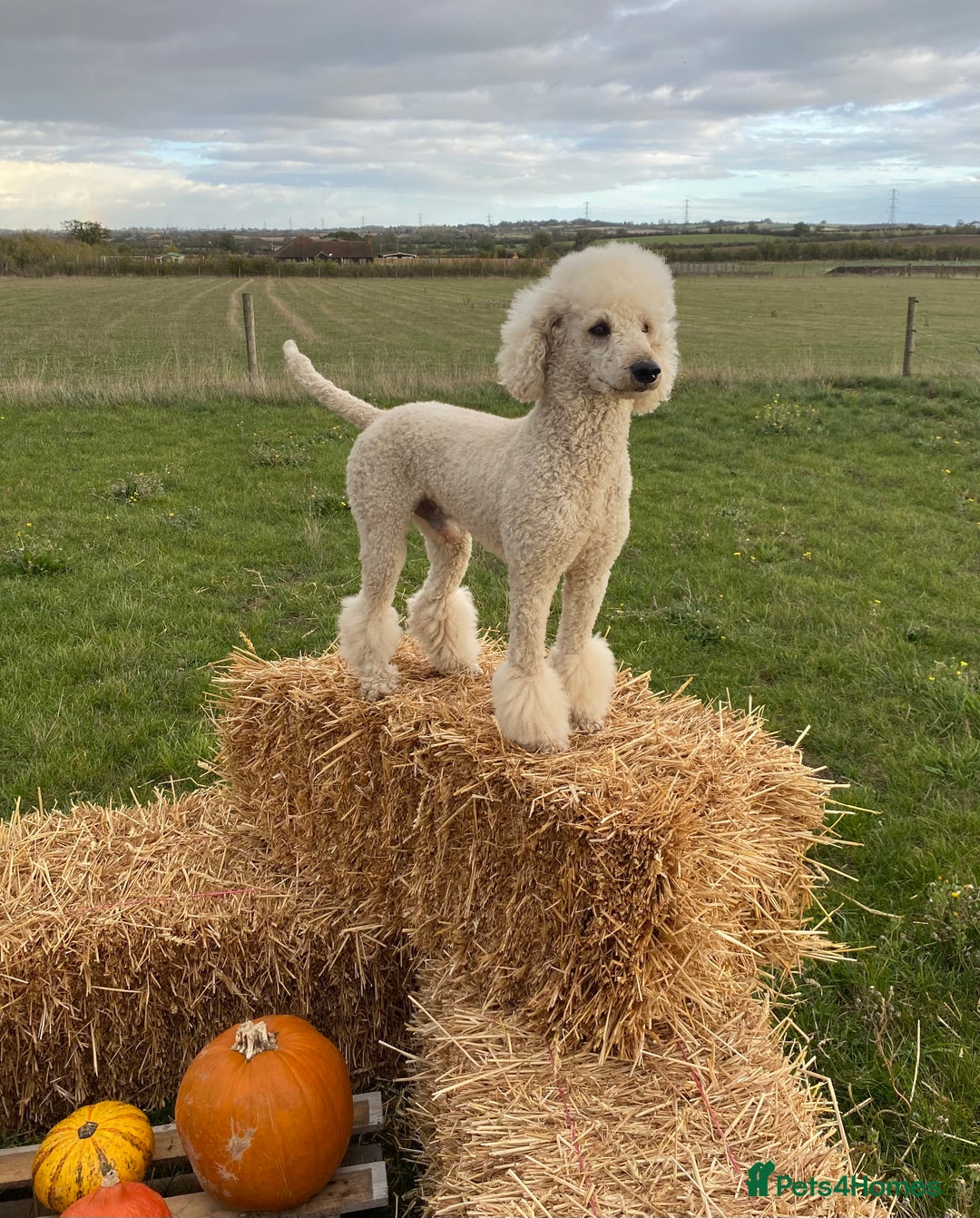 Standard Poodle dogs for stud: Apricot Standard Poodle Stud Dog  - Advert 1