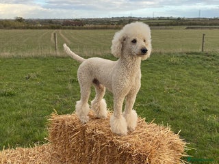 Standard Poodle dogs Apricot Standard Poodle Stud Dog - Advert 4