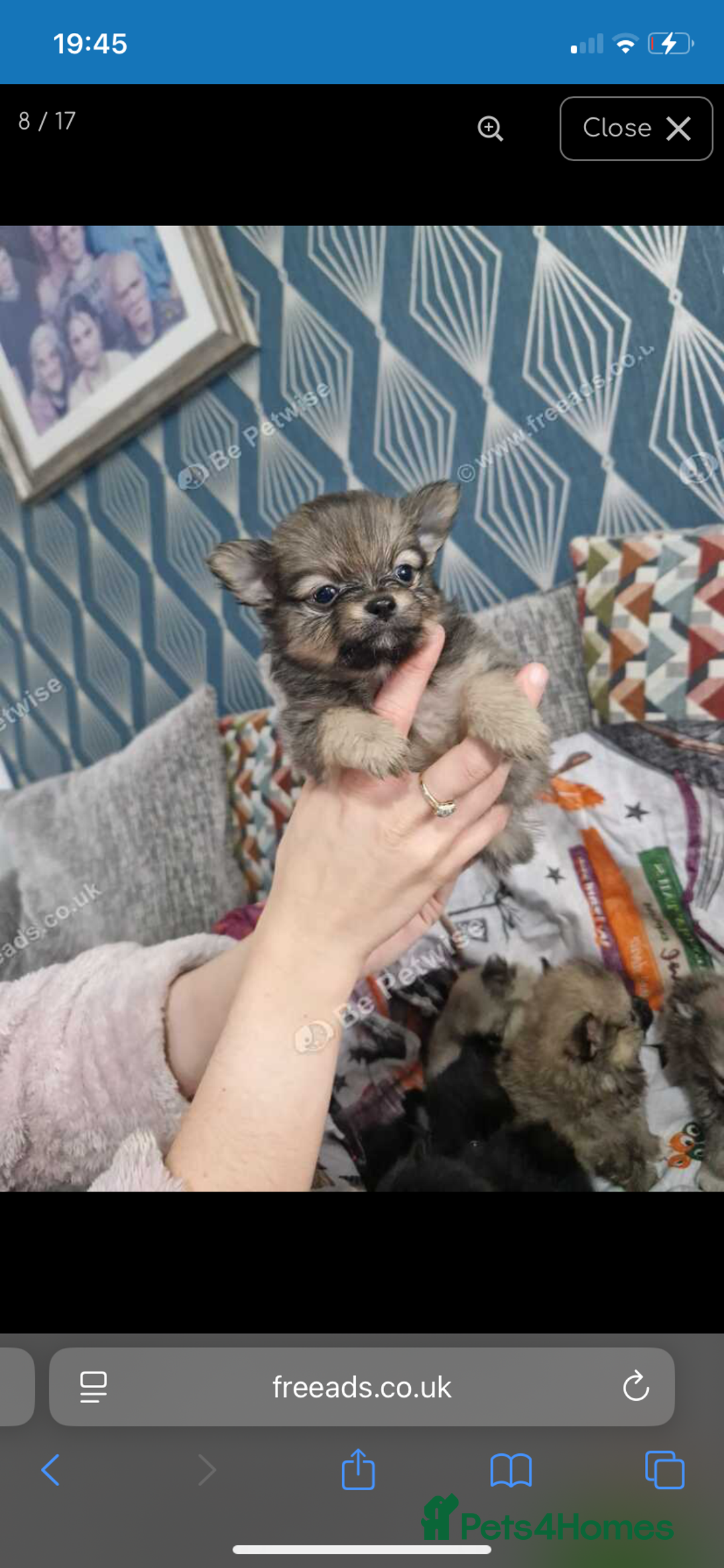 Pomchi dogs for sale: Pomchi - Advert 2