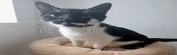 Mixed Breed cats for sale: 2 brothers in need of a new home  in Colwyn Bay - Advert 3