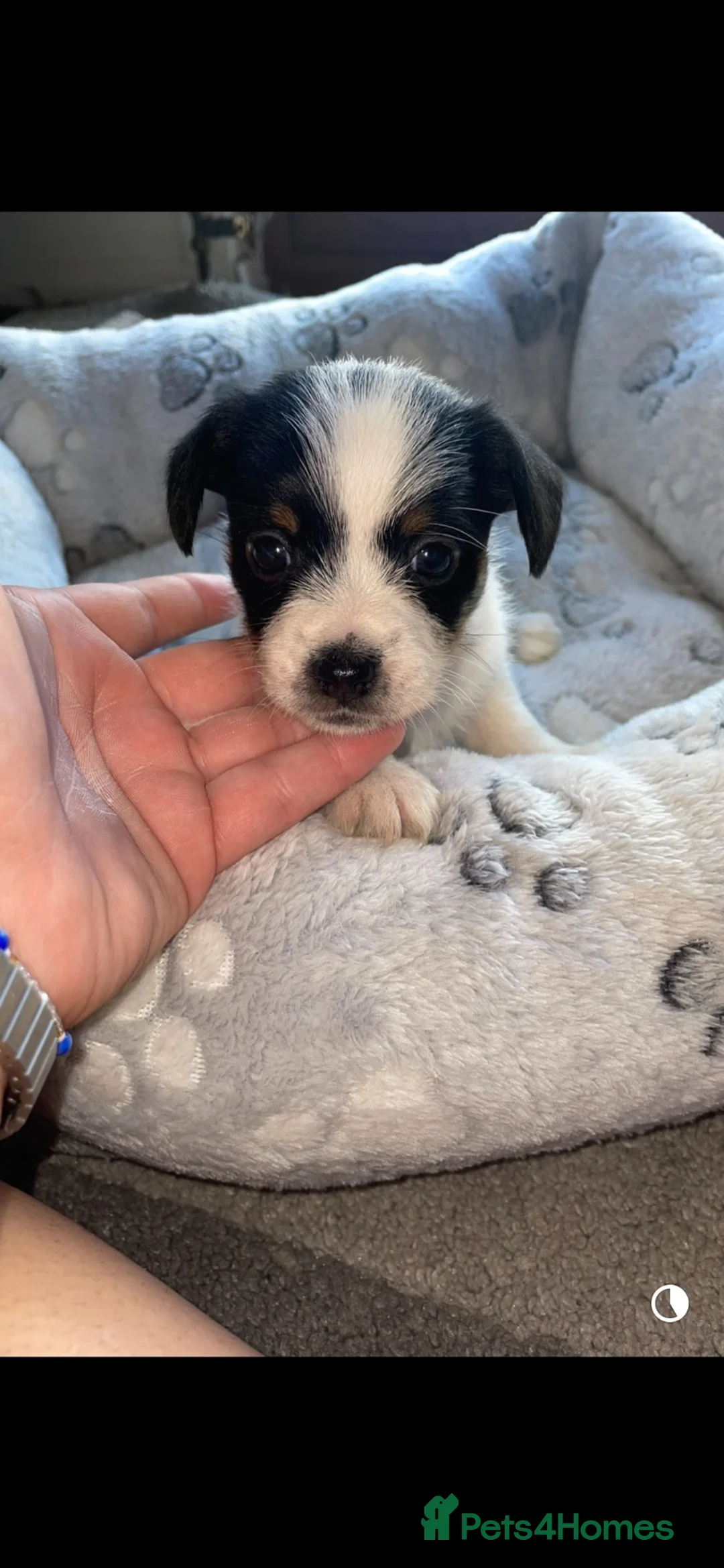 Jack Russell dogs for sale: Hayley smith - Advert 15