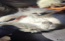 Ragdoll cats for sale: Beautiful Ragdoll kittens - Image 11
