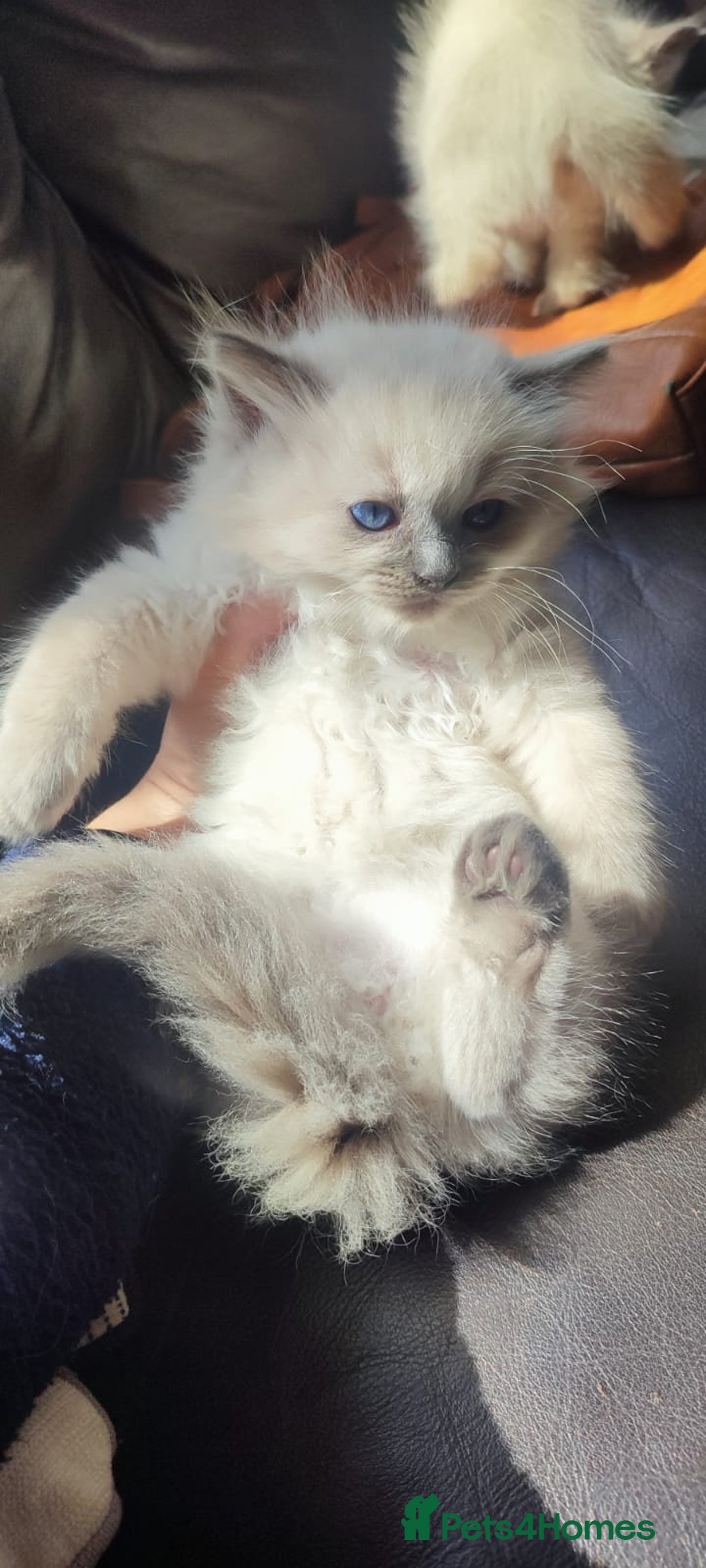 Ragdoll cats for sale: Beautiful Ragdoll kittens - Image 11