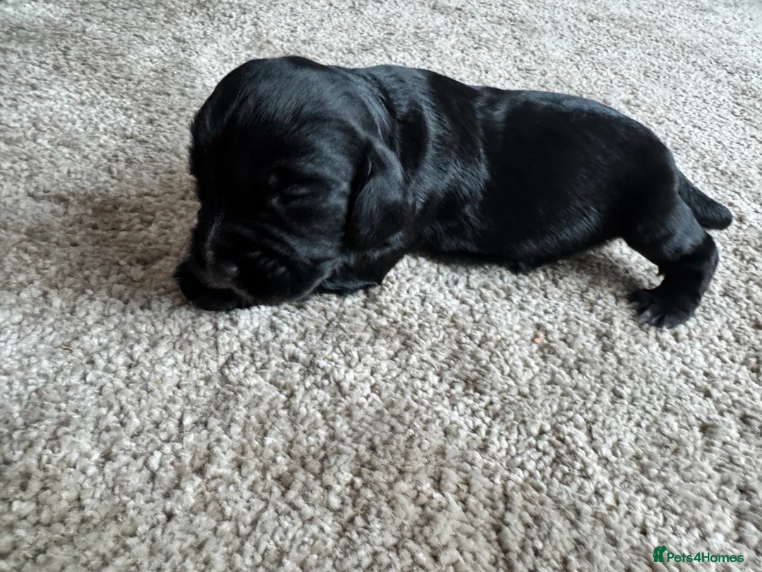 Cocker Spaniel dogs for sale: Cocker spaniel puppies - Advert 4