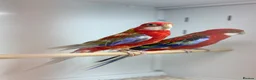 Parakeets birds for sale: Rosella  - Advert 6