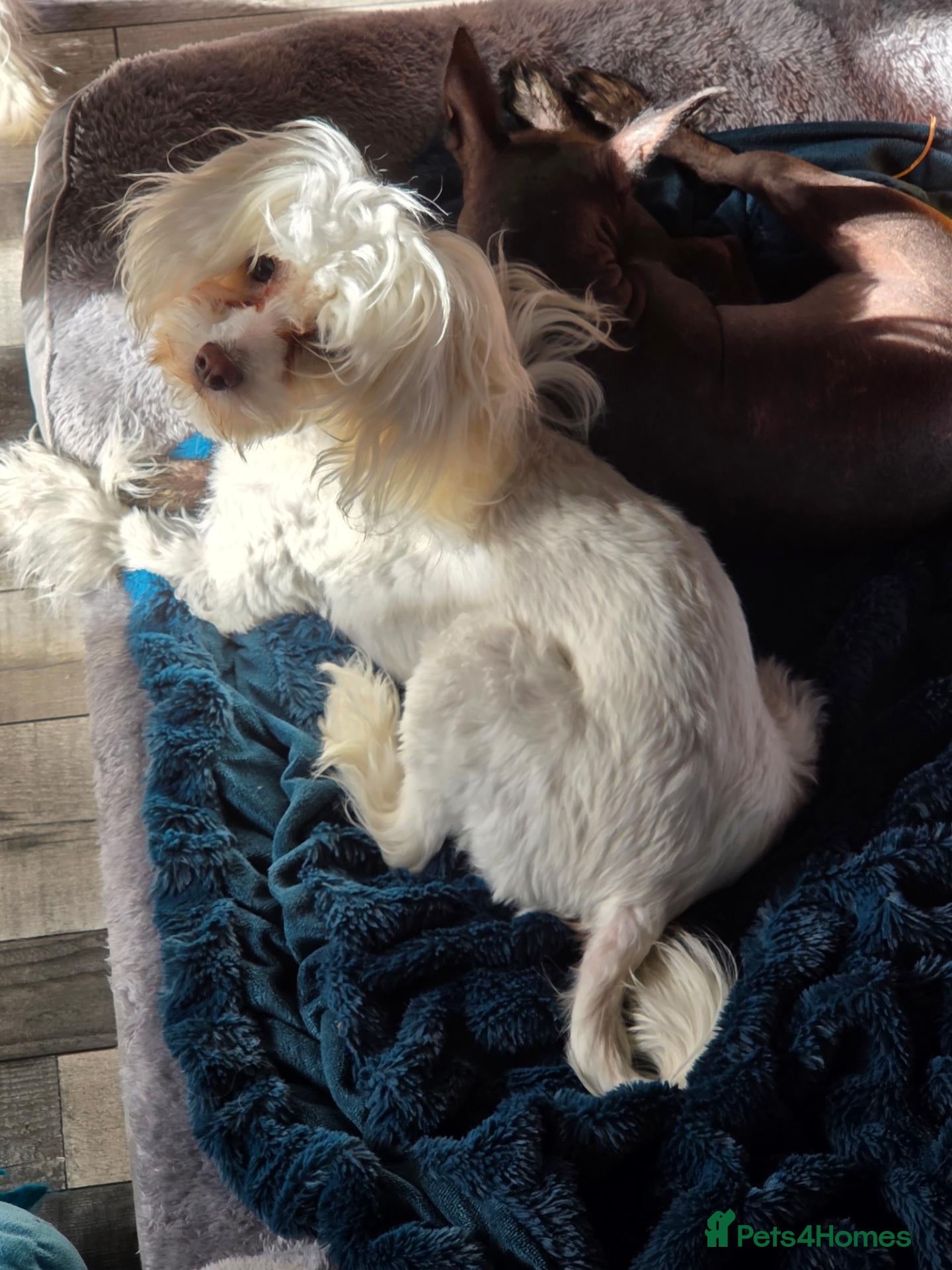 Chinese Crested dogs female chinese crested powder puff - Advert 3