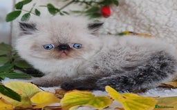 Persian cats for sale: Persian Kittens - Image 18