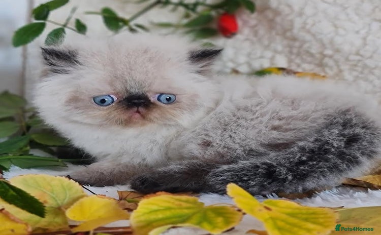 Persian cats - Advert 11