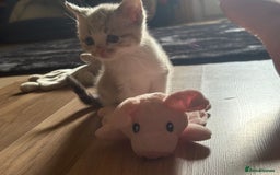 American Shorthair cats for sale: American shorthair x Turkish van kittens  - Image 26