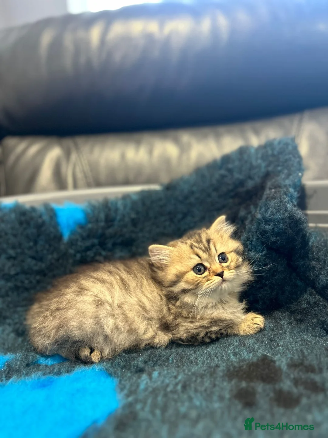 British Longhair cats for sale: GCCF Registered British Longhaired Kittens  - Advert 1