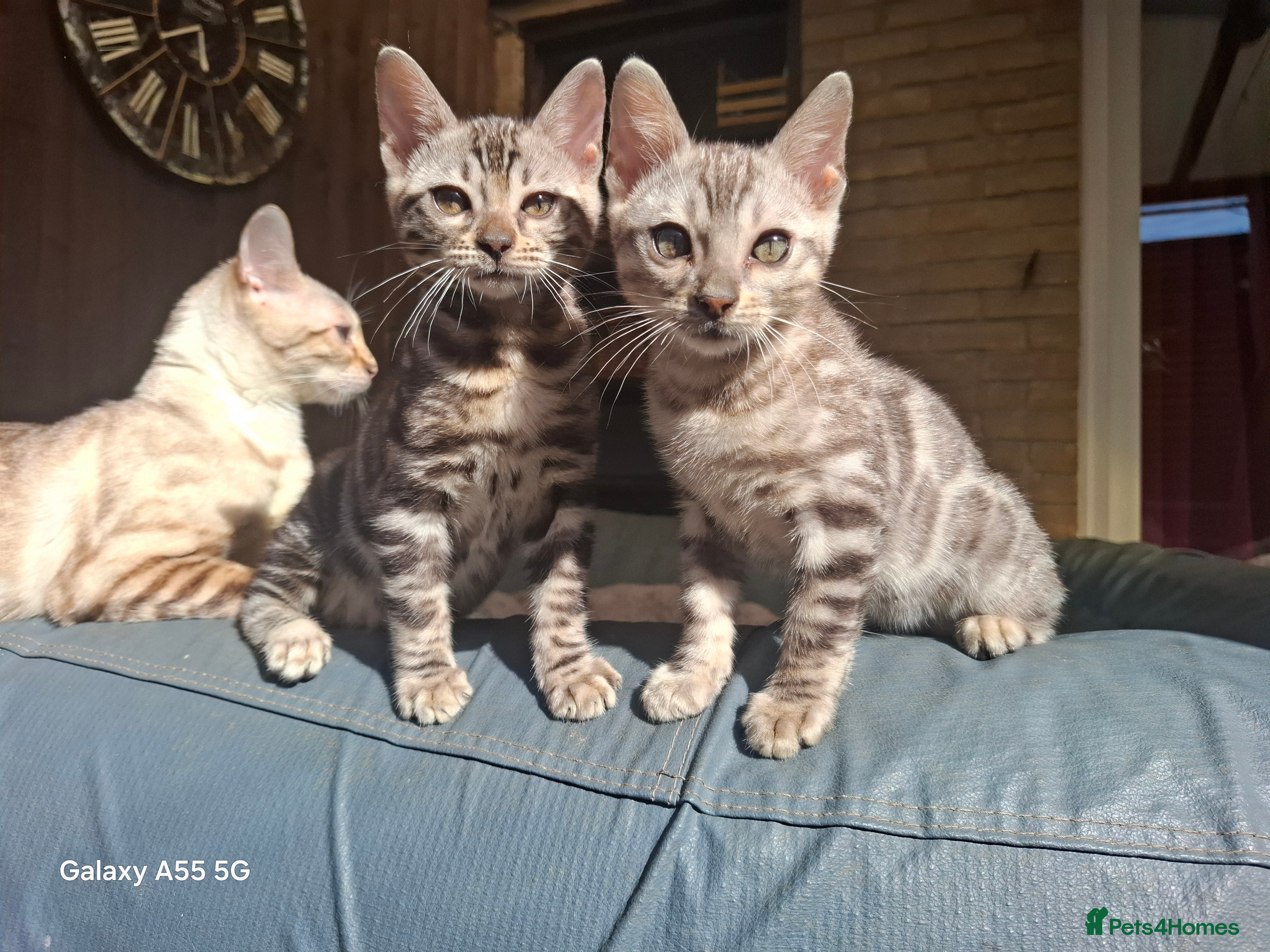 Bengal cats  Premium Bengal Kittens – 5★ Licensed Cattery - Advert 6