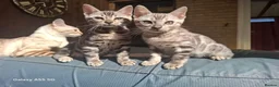 Bengal cats for sale:  Outstanding Bengal Kittens– 5★ Licensed Cattery - Advert 14