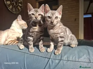 Bengal cats Premium Bengal Kittens – 5★ Licensed Cattery - Advert 6