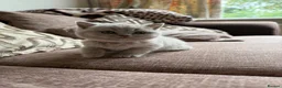 British Shorthair cats for sale: Chunky Lilac British Shorthair Kittens for sale!!! - Advert 15