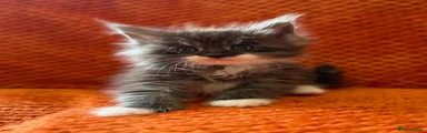 Maine Coon Kitten 2