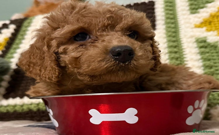 Cavapoo dogs - Advert 15