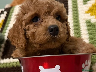 Cavapoo dogs - Advert 2