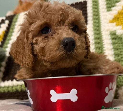 Cavapoo dogs - Advert 13