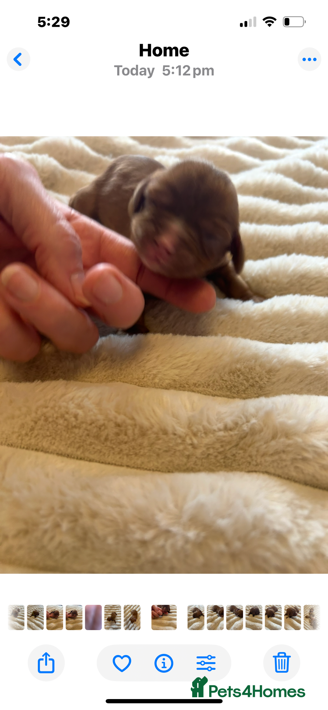 Cavalier King Charles Spaniel dogs for sale: KC CAVALIER KING CHARLES  - Image 13