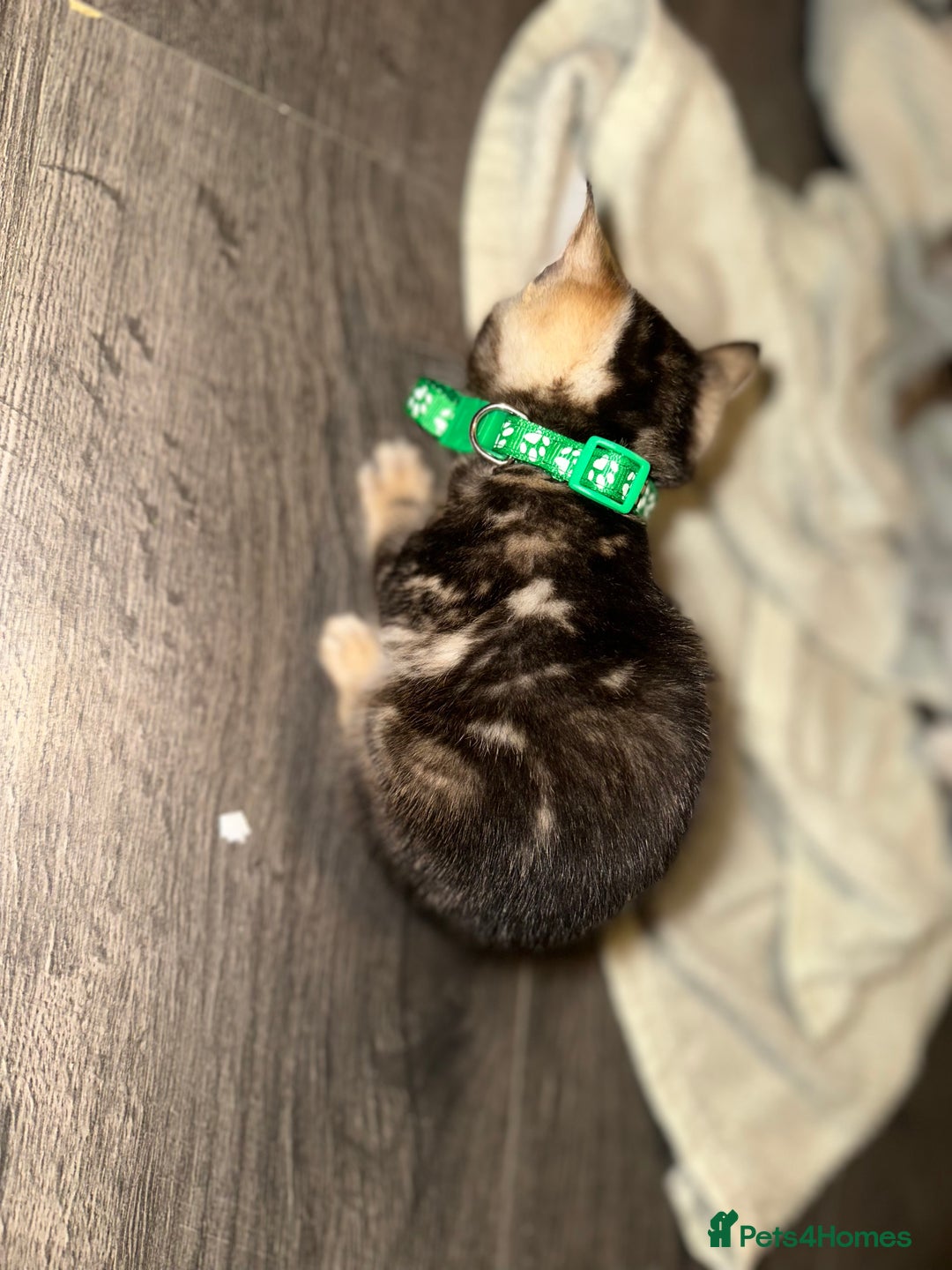 Bengal cats for sale: Snow Lynx, Marble & Brown Rosette Bengals - Image 6