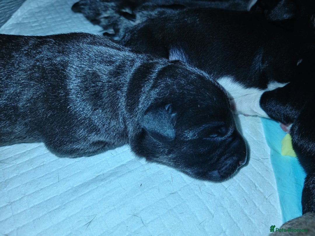 Mixed Breed dogs for sale: Staffy x border collie for sale  - Advert 10