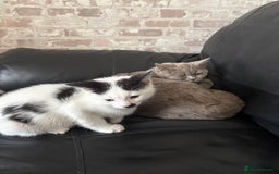 British Shorthair cats for sale: oreo color bsh - Image 2