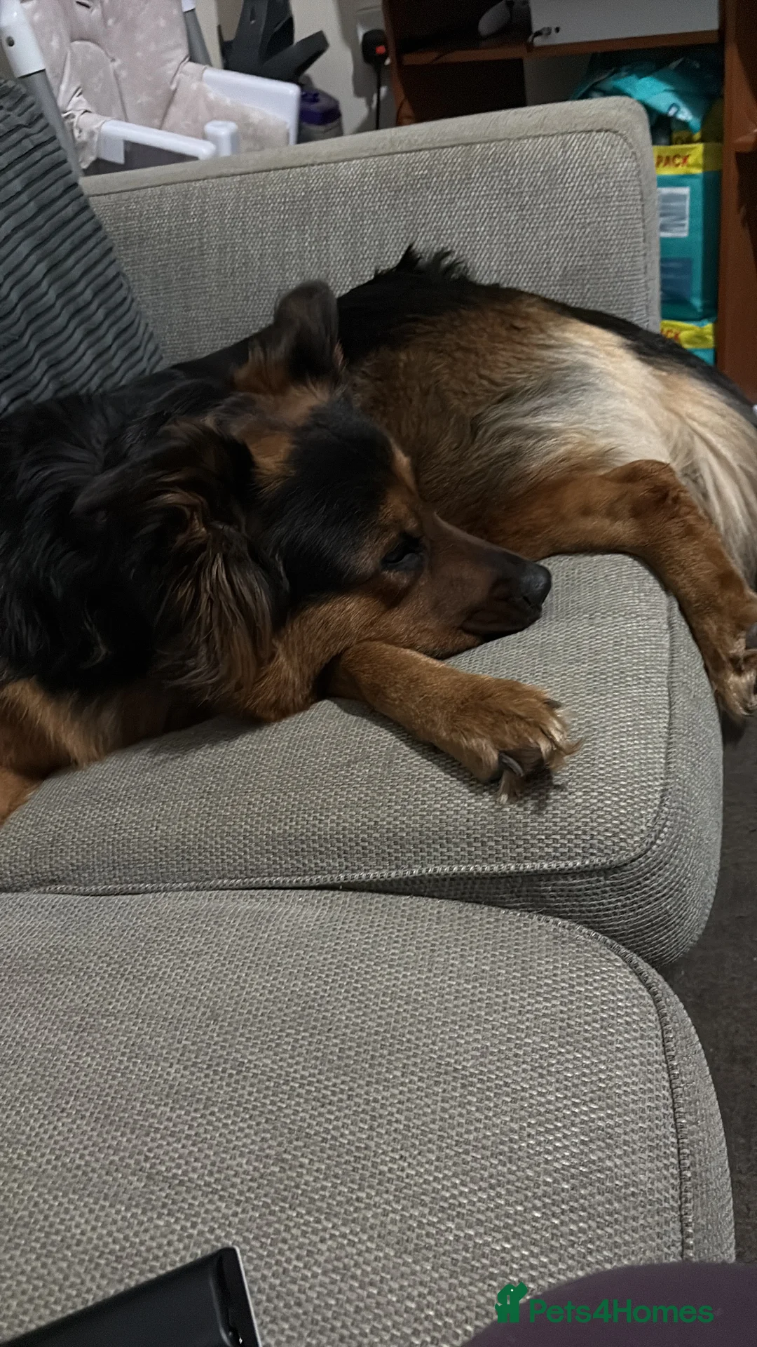 Mixed Breed dogs for sale: Narla  - Advert 2