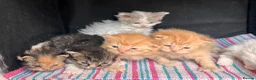 Selkirk Rex cats for sale: Beautiful Selkirk rex kitten  - Advert 14