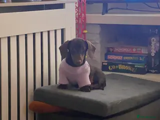 Miniature Dachshund dogs Female Miniature dachshund for sale - Advert 3