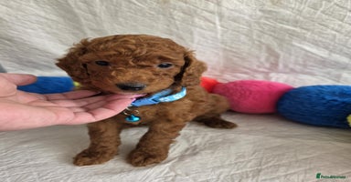 Mini Goldendoodle dogs - Advert 2