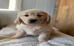 Golden Retriever dogs for sale: Golden Retriever Puppies ready to go now - Image 1