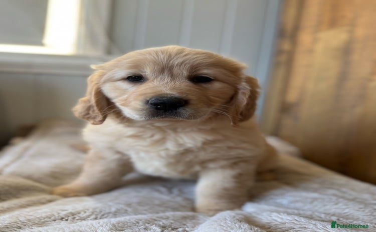 Golden Retriever dogs - Advert 1