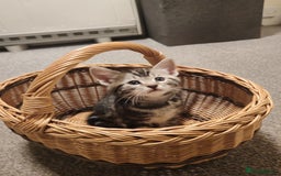 Mixed Breed cats for sale: Cute Bengal mix Kittens looking for loving homes🐱 - Image 5