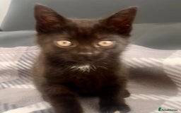 Mixed Breed cats for sale: Black kittens for sale still available - Image 10
