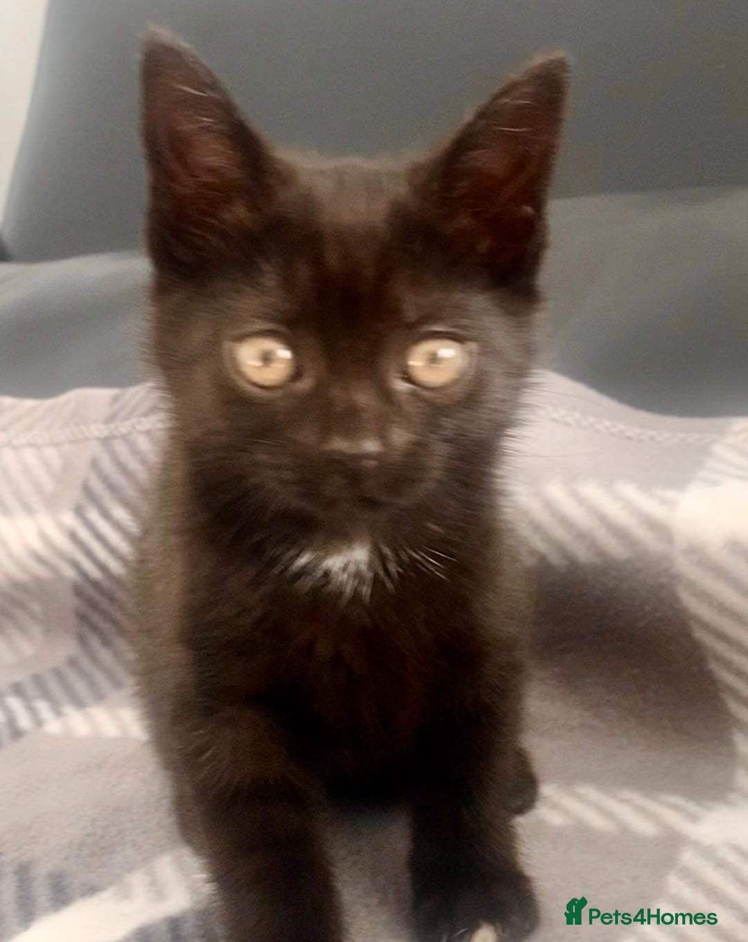 Mixed Breed cats for sale: Black kittens for sale still available - Image 10