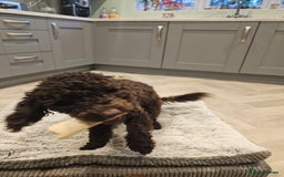 Cockapoo dogs for sale: 12 month old male cockapoo - Image 3