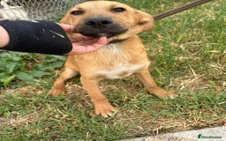 Mixed Breed dogs for adoption: Smithy - Norwich norfolk - Image 3