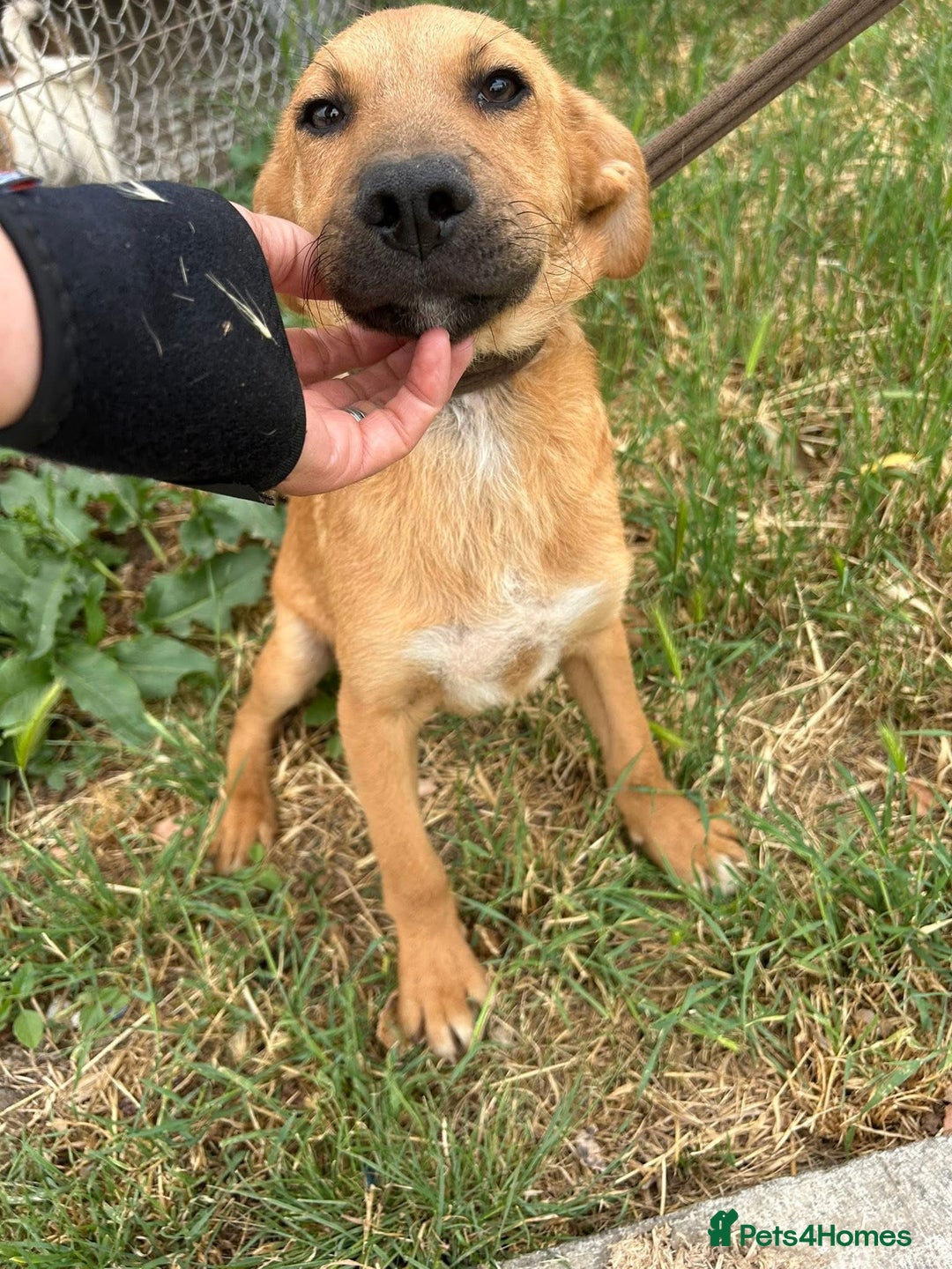 Mixed Breed dogs for adoption: Smithy - Norwich norfolk - Image 3