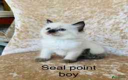 Ragdoll cats for sale: Beautiful ragdoll kittens - Image 7