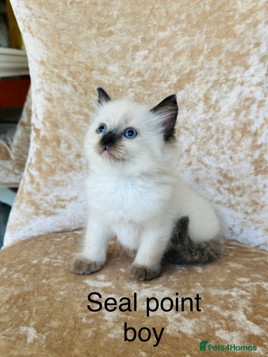 Ragdoll cats for sale: Beautiful ragdoll kittens - Image 7