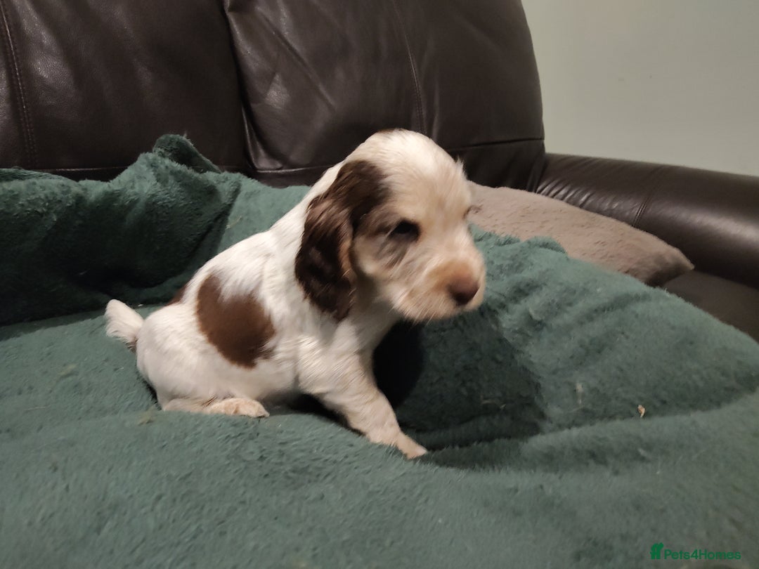 Cocker Spaniel dogs for sale: Cocker Spaniel Show Type KC (Simberwood)  - Image 6