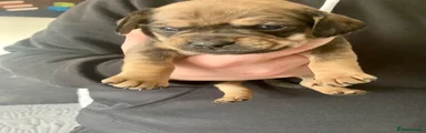 Mixed Breed 3
