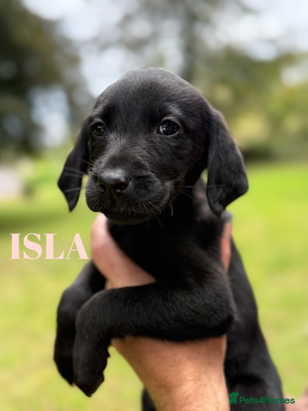 Labrador Retriever dogs for sale: Outstanding DRAKESHEAD working Labrador Puppies  - Image 16