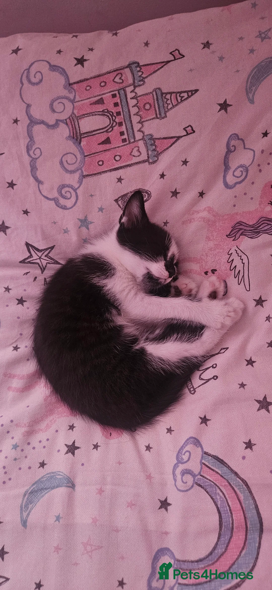 Domestic Shorthair cats for sale: Cute black and white tabby - Advert 7