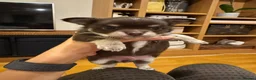 Chihuahua dogs for sale: Two Beautiful, Well-Socialised Chihuahua boys  - Advert 3